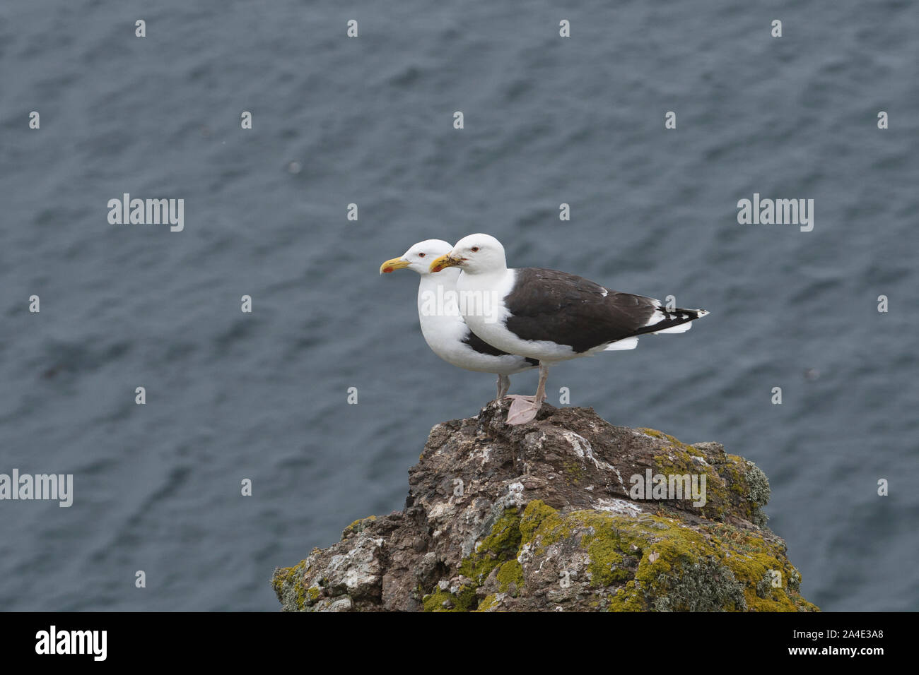 Coppia di grande nero-backed gabbiani (Larus marinus), Skomer Island, Pembrokeshire, Galles Foto Stock