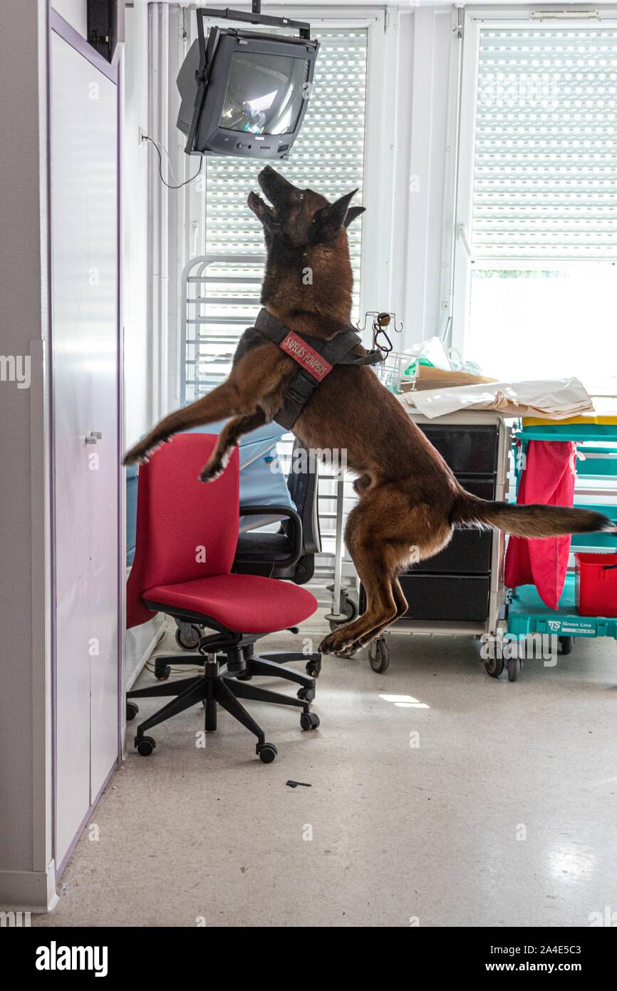 TAGGING DELLA VITTIMA nascosta in un armadio dalla ricerca cane, I VIGILI DEL FUOCO" cane team di gestione di emergenza per i servizi di soccorso di Vannes, MORBIHAN, Francia Foto Stock