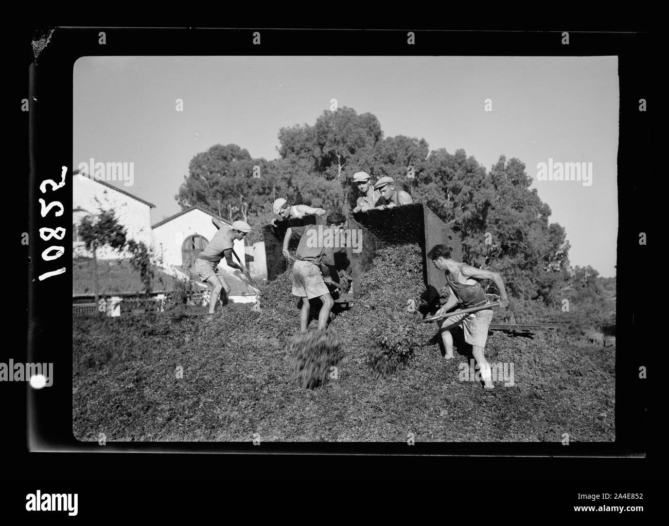 La stagione vintage Zikh"ron Ya'aqov, 24 luglio 1939. Discarica, utilizzati sia per il combustibile e fertilizzante Foto Stock