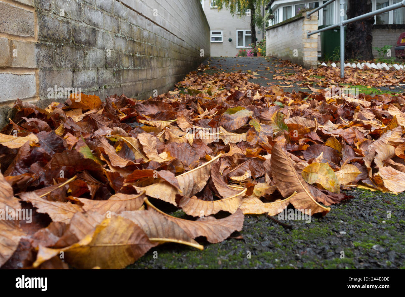 Rosolare le foglie di autunno sul pavimento su di un panno umido giornata di ottobre. Foto Stock