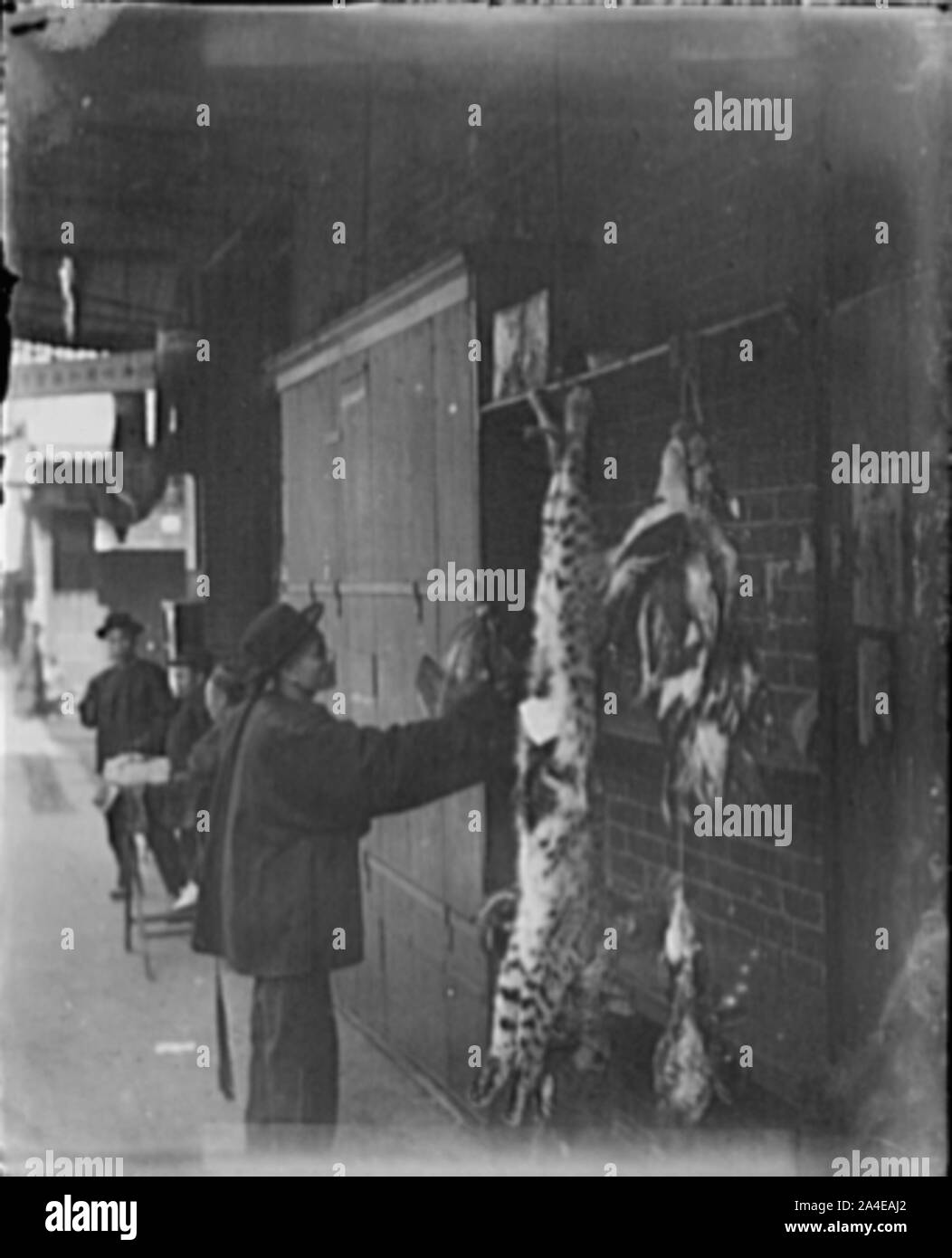 Il gatto selvatico (per la Highbinder la festa della carne cruda), la Chinatown di San Francisco Foto Stock