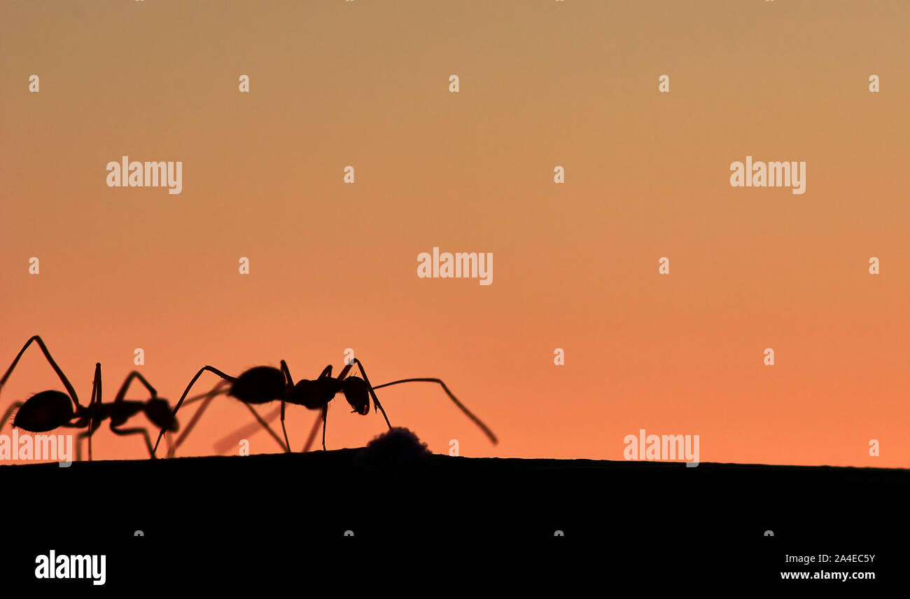 Silhouette di ant la pianta Foto Stock