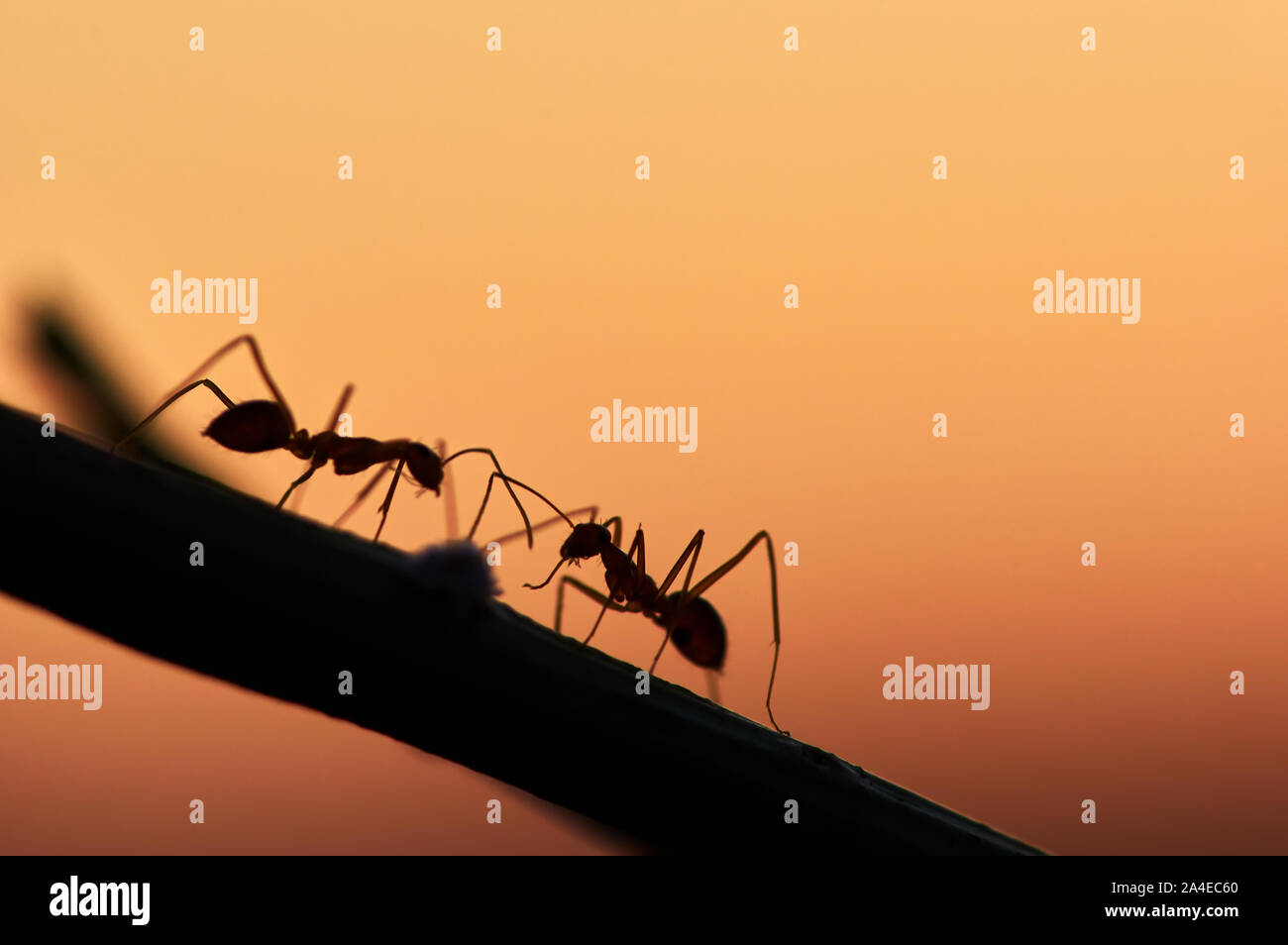 Silhouette di ant la pianta Foto Stock