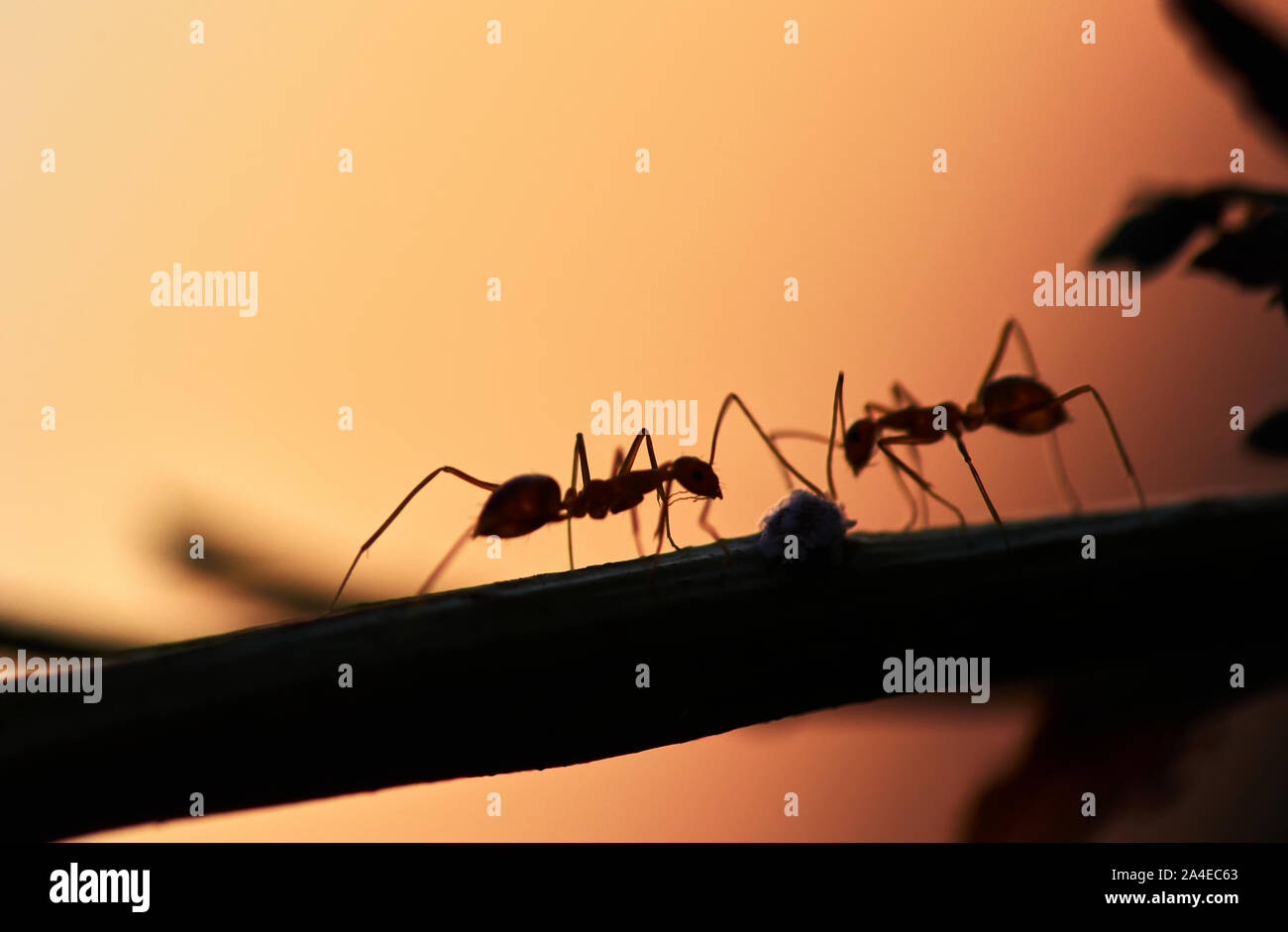 Silhouette di ant la pianta Foto Stock