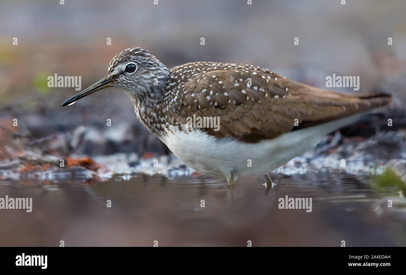 Adulto Green Sandpiper passeggiate attraverso la fitta foresta fiume in primavera Foto Stock