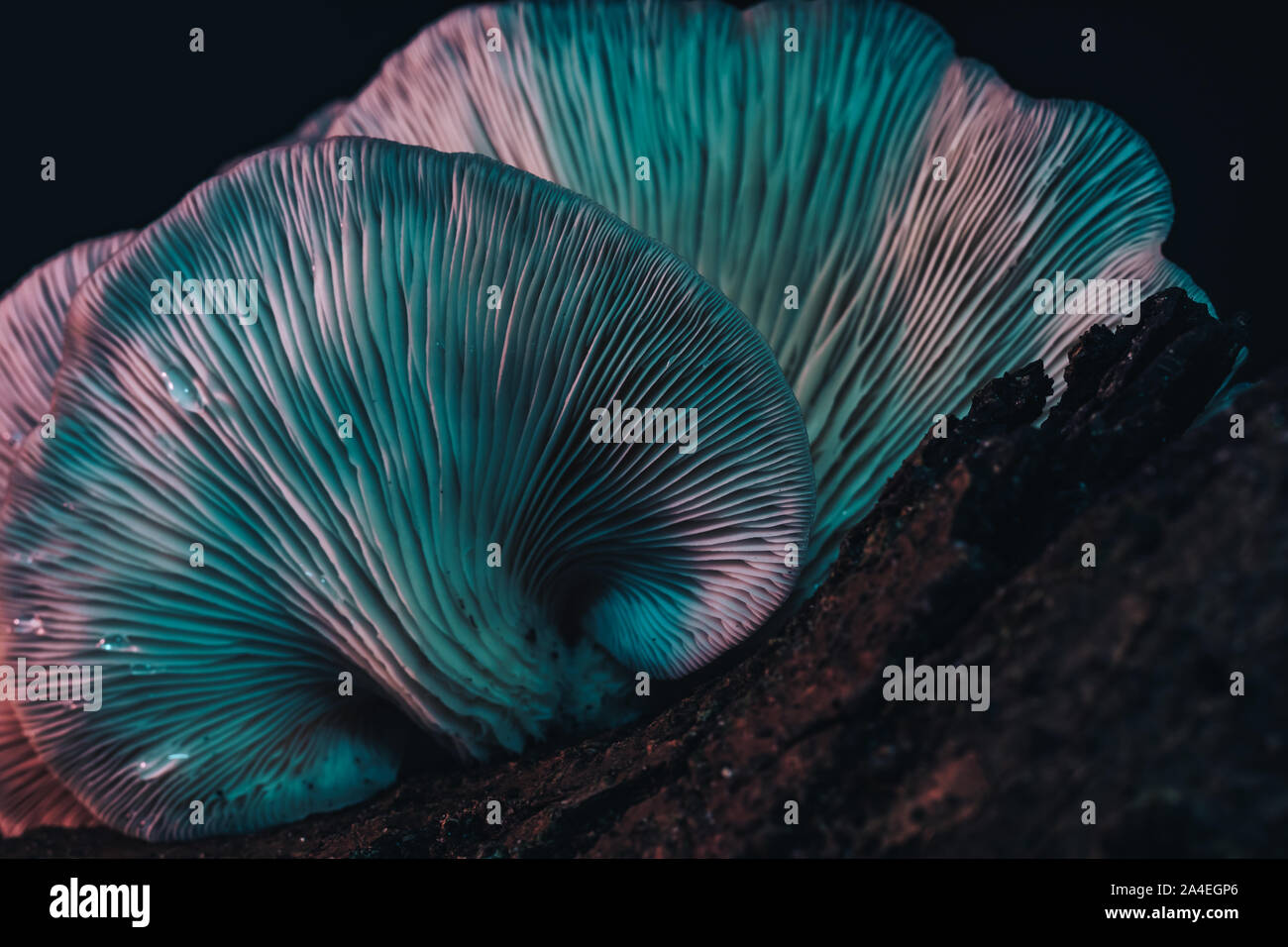 Close up bel mazzo di funghi colore luce nella struttura texture di sfondo. Foto Stock