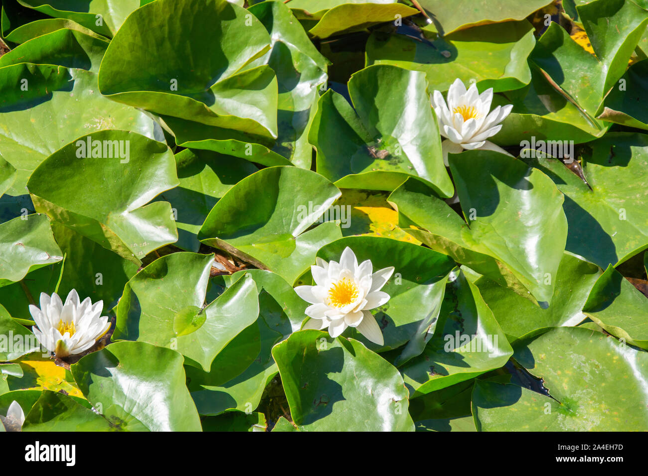 Acqua Lillies (Nymphaea odorata) sul laghetto di gigli, lago di Bled Bled, Alta Carniola Regione, Slovenia Foto Stock