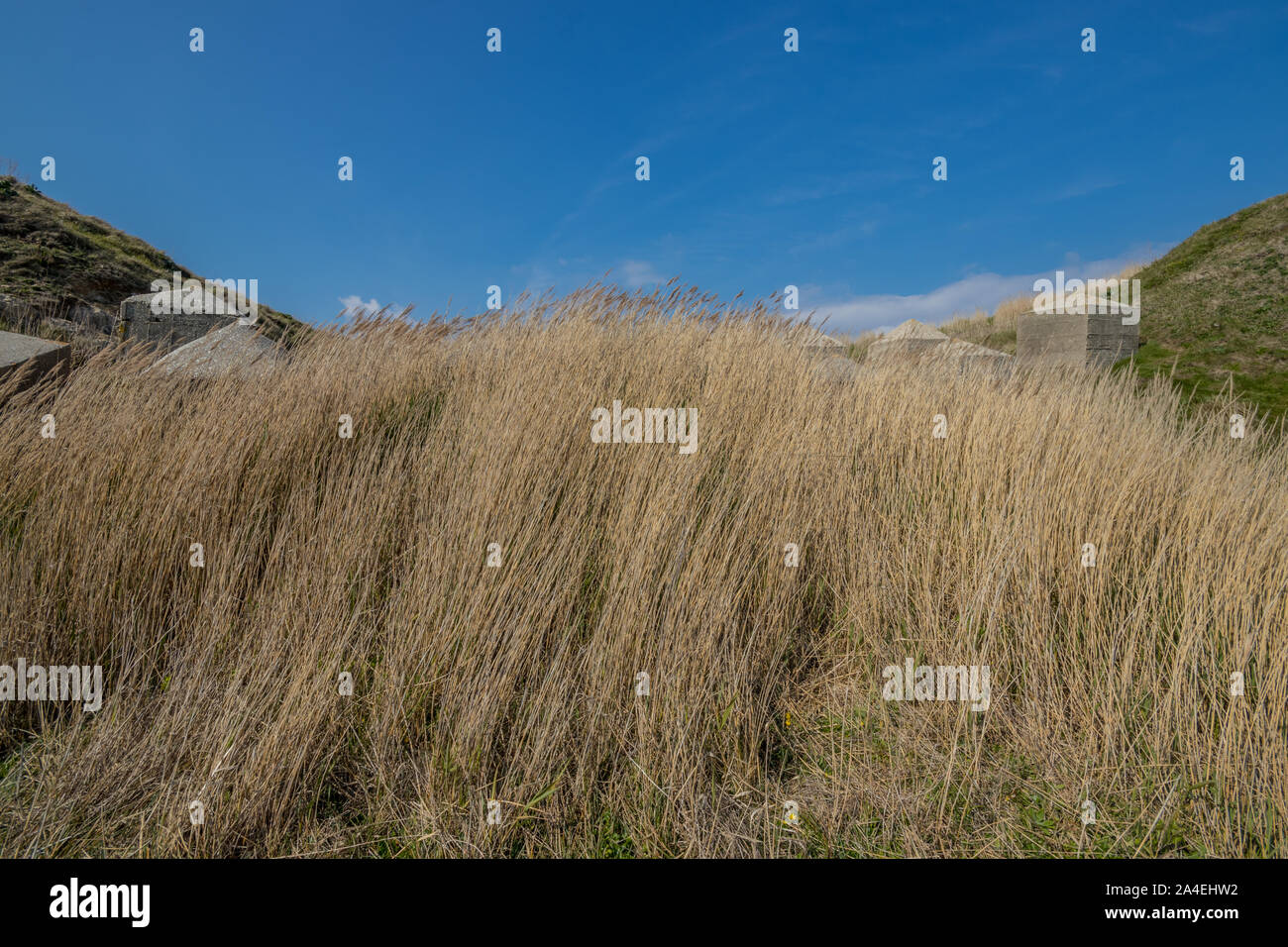 Le difese di guerra ed erbe a Pondfield Cove accanto alla baia di Worborrow vicino Tyneham, Dorset, Regno Unito Foto Stock