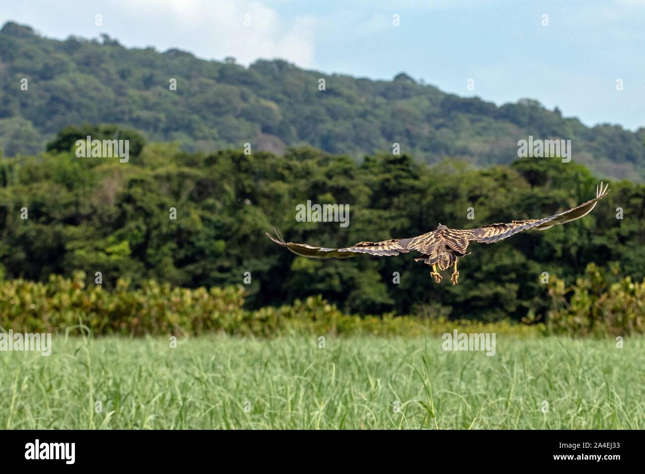 PINNATED tarabuso, riserva naturale delle paludi di KAW, ROURA, Guiana francese, Dipartimento d'oltremare, SUD AMERICA, Francia Foto Stock