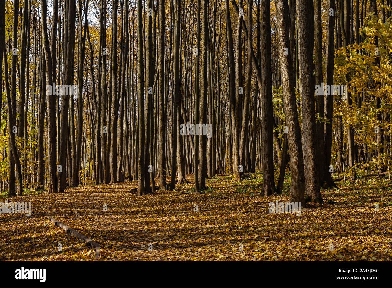 Ombre lunghe da alti alberi nel bosco di latifoglie su luminosi giorni di autunno Foto Stock