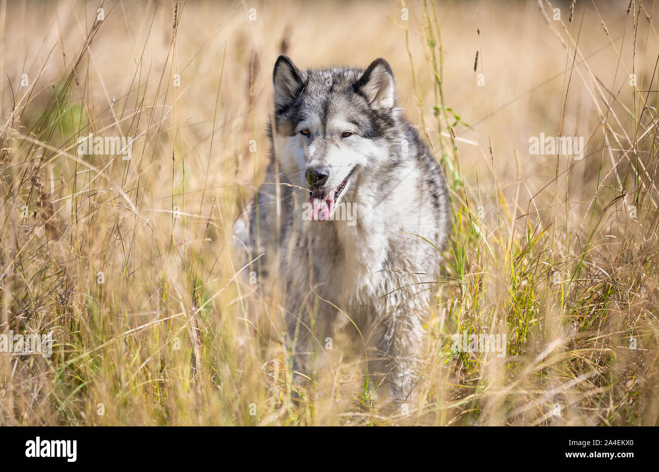 Alaskan Malamute Cane di razza in erba alta Foto Stock