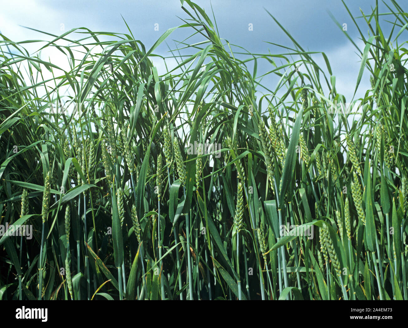 Onion lettino o false oat-erba (Arrhenatherum elatius) bold seminativi erbacce di erba in una coltivazione di grano spigatura Foto Stock