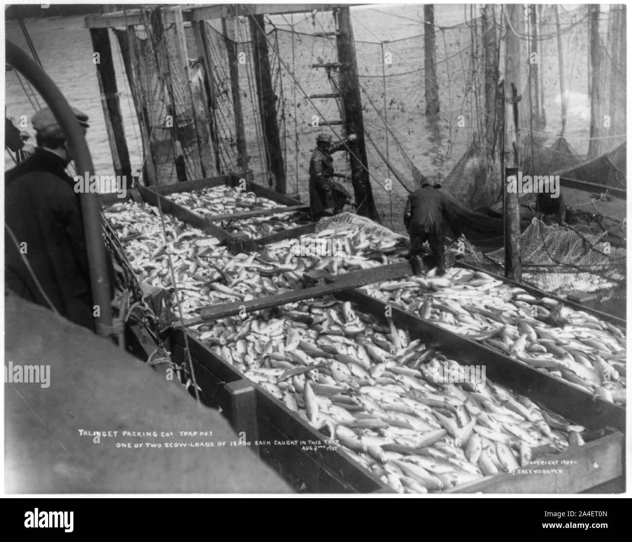 Thlinget Packing Co. trappola n. 7, e il Agosto 2, 1907: Uno dei due scow carichi di 18.000 [Salmon] ogni preso in trappola Foto Stock