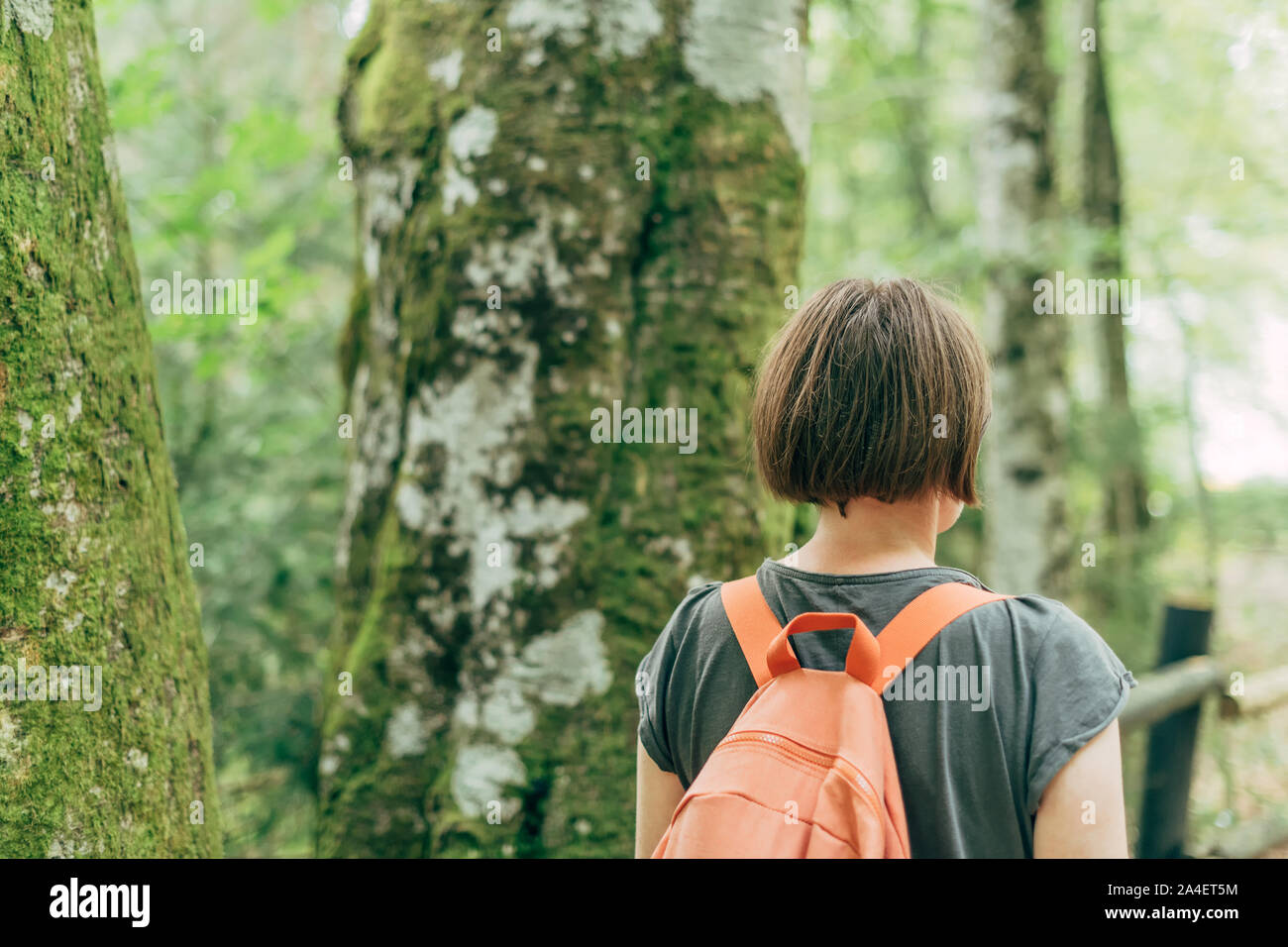 Escursionista femmina camminando sul sentiero attraverso boschi, vista posteriore della donna trekking nella foresta Foto Stock