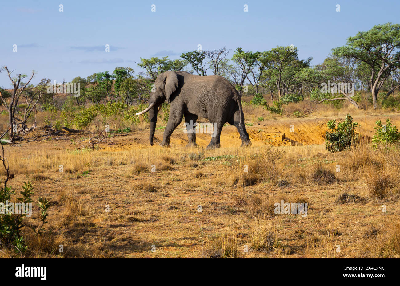 Un maschio di elefante africano (Loxodonta africana). Welgevonden Game Reserve, Sud Africa Foto Stock
