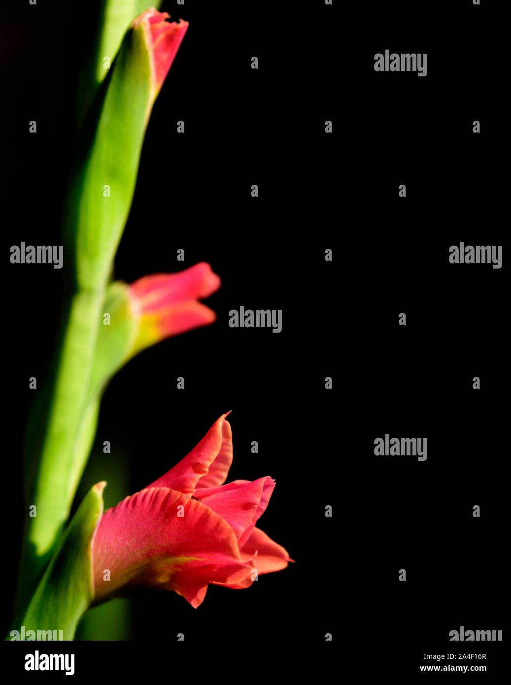 Butterfly Gladioli,fiore rosso Foto Stock
