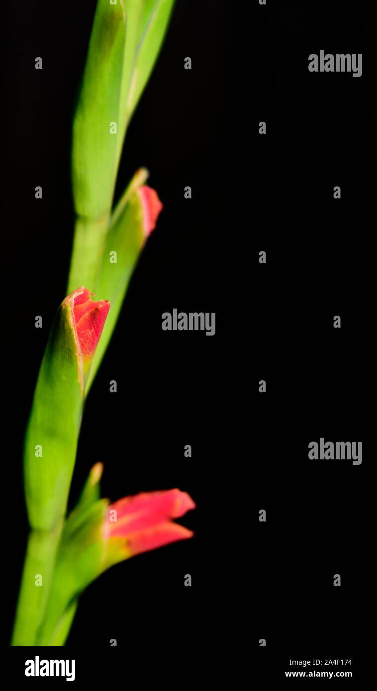 Butterfly Gladioli,fiore rosso Foto Stock