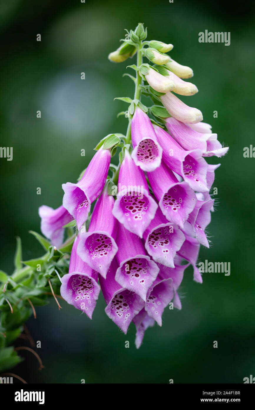 Vista macro di Digitalis purpurea fiore (foxglove, comune foxglove, viola foxglove o lady del guanto). Fiori d'estate. Delicato fiore in fiore in Foto Stock