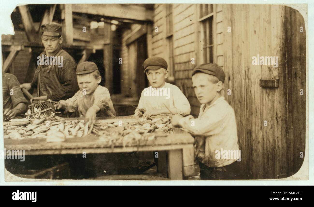 Tre giovani taglierine che lavorano in Seacoast Canning Co., fabbrica #4. Età da 10 a 12. Lavoro regolarmente. Foto Stock
