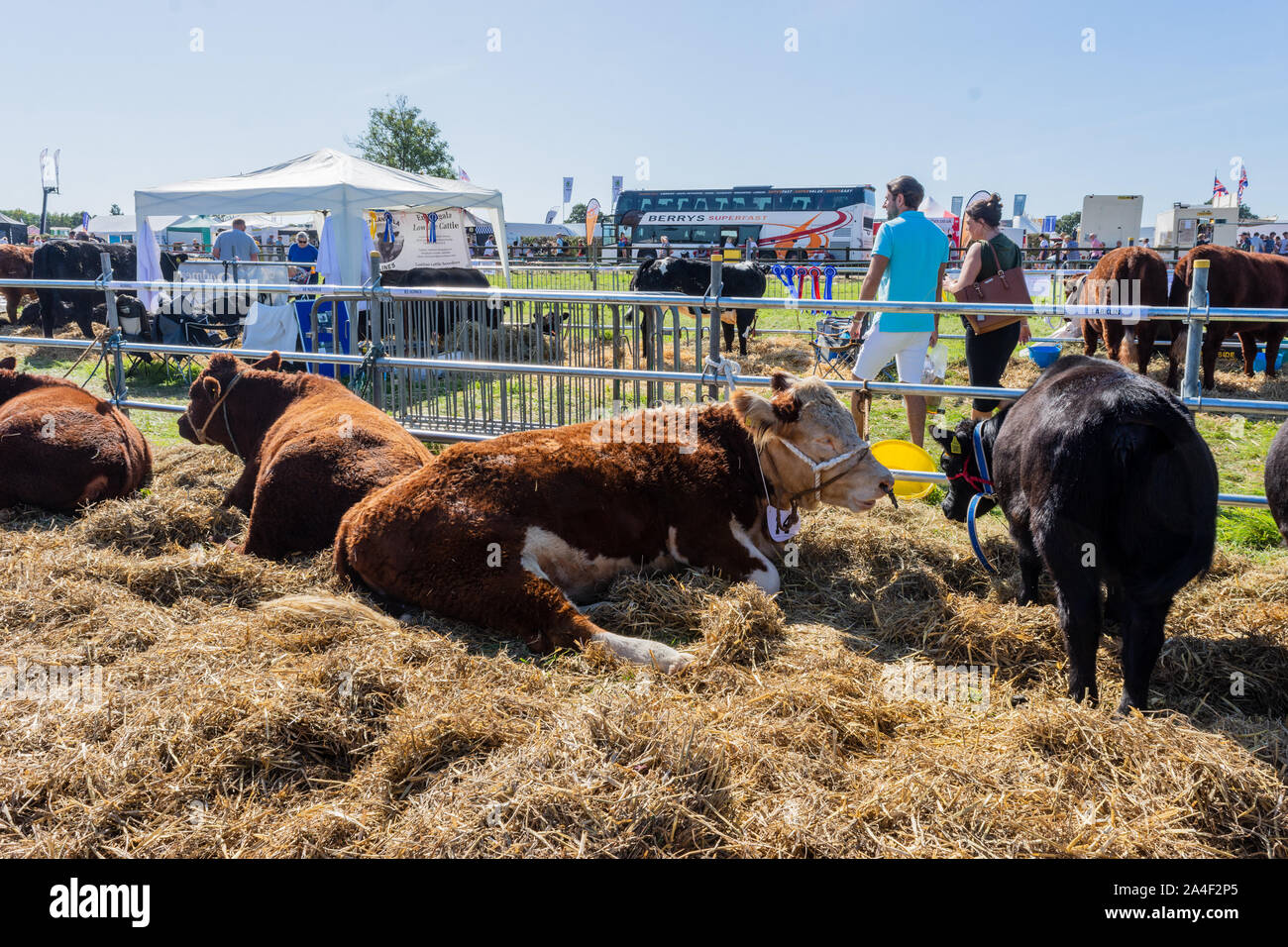 A Hereford vacca a facilità ha portato giù sul fieno al bestiame linee del bestiame area a Frome Cheese show 14 Settembre 2019 Foto Stock