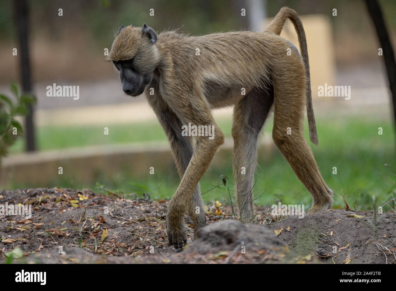 Babuino in Riserva Selous, Tanzania Foto Stock