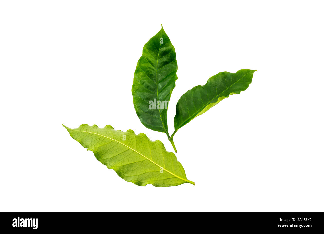 Foglie di caffè isolato su sfondo bianco Foto Stock