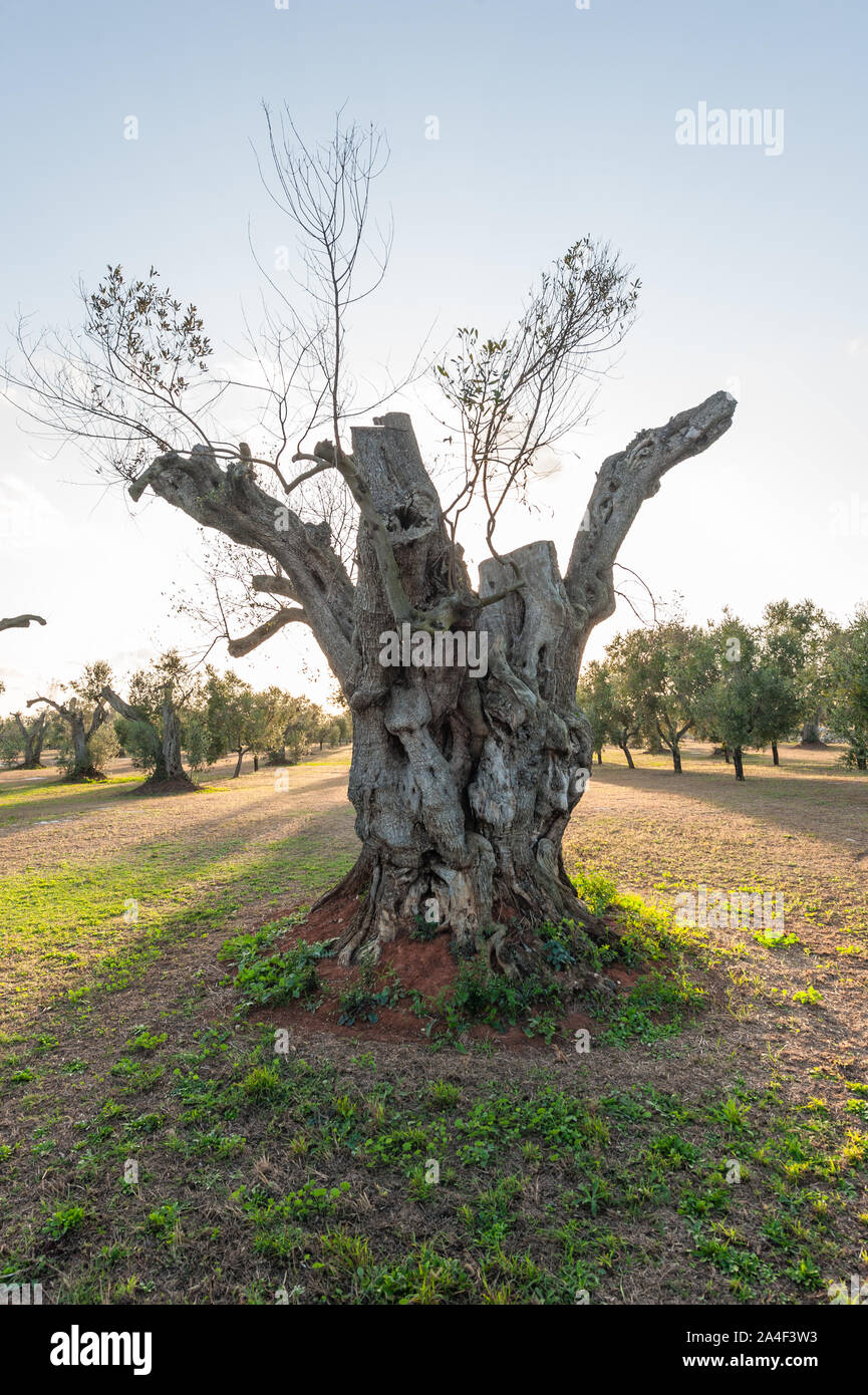 Secoli vecchio Olivo colpiti da Xylella fastidiosa malattia; gli agricoltori tagliare i rami per ridurre al minimo la esposizione e per tentare di salvare la pianta Foto Stock