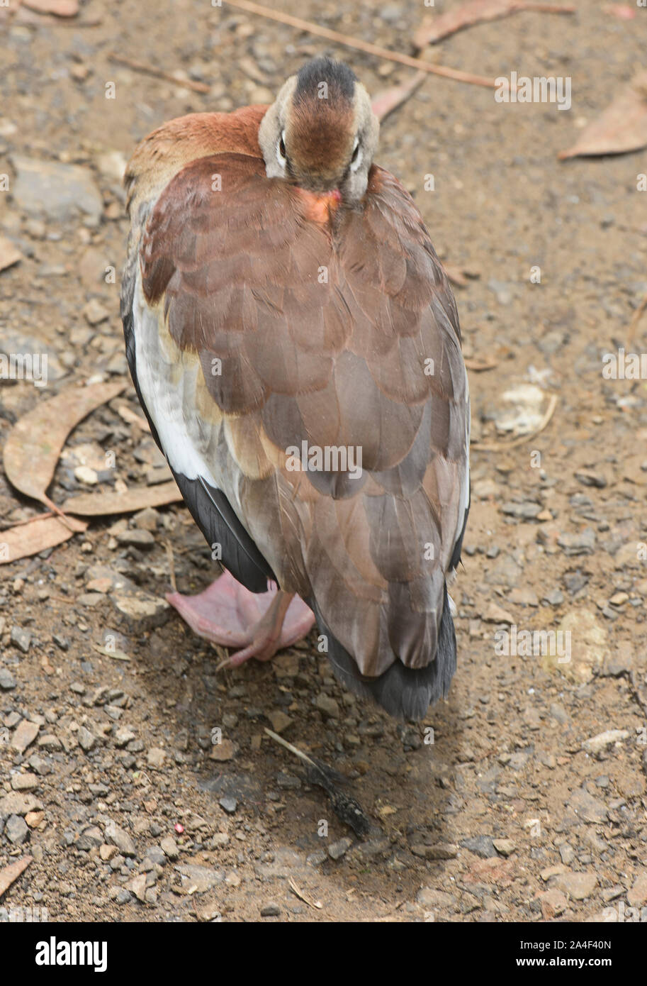 Il ricovero di anatra, Amaru bioparco, Cuenca, Ecuador Foto Stock