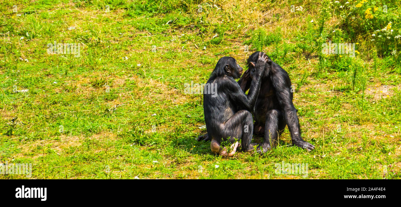 Bonobo giovane toelettatura, umani scimmie antropomorfe e gli scimpanzé pigmeo, sociale il comportamento di primate, minacciate specie animale dall'Africa Foto Stock