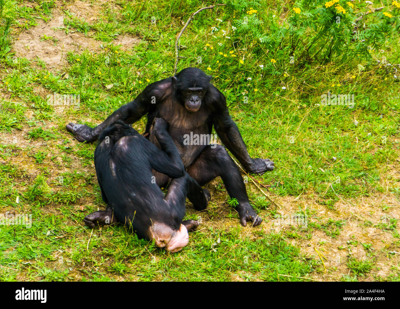 Il grooming bonobos ogni altro primate sociale del comportamento umano, scimmie, minacciate specie animale dall'Africa Foto Stock