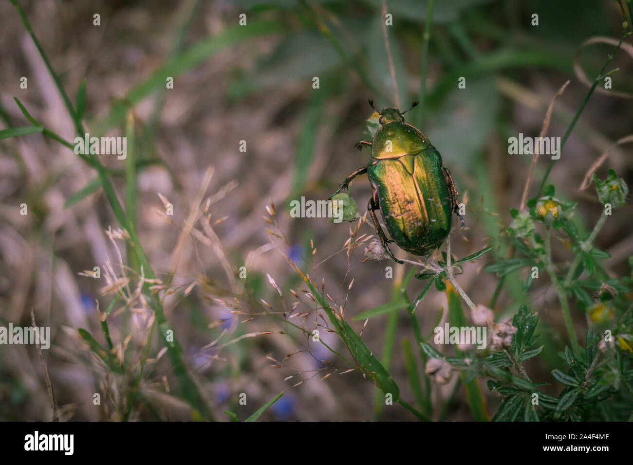 Rosa europea chafer nella foresta si trova nel centro di Pripjat. Foto Stock