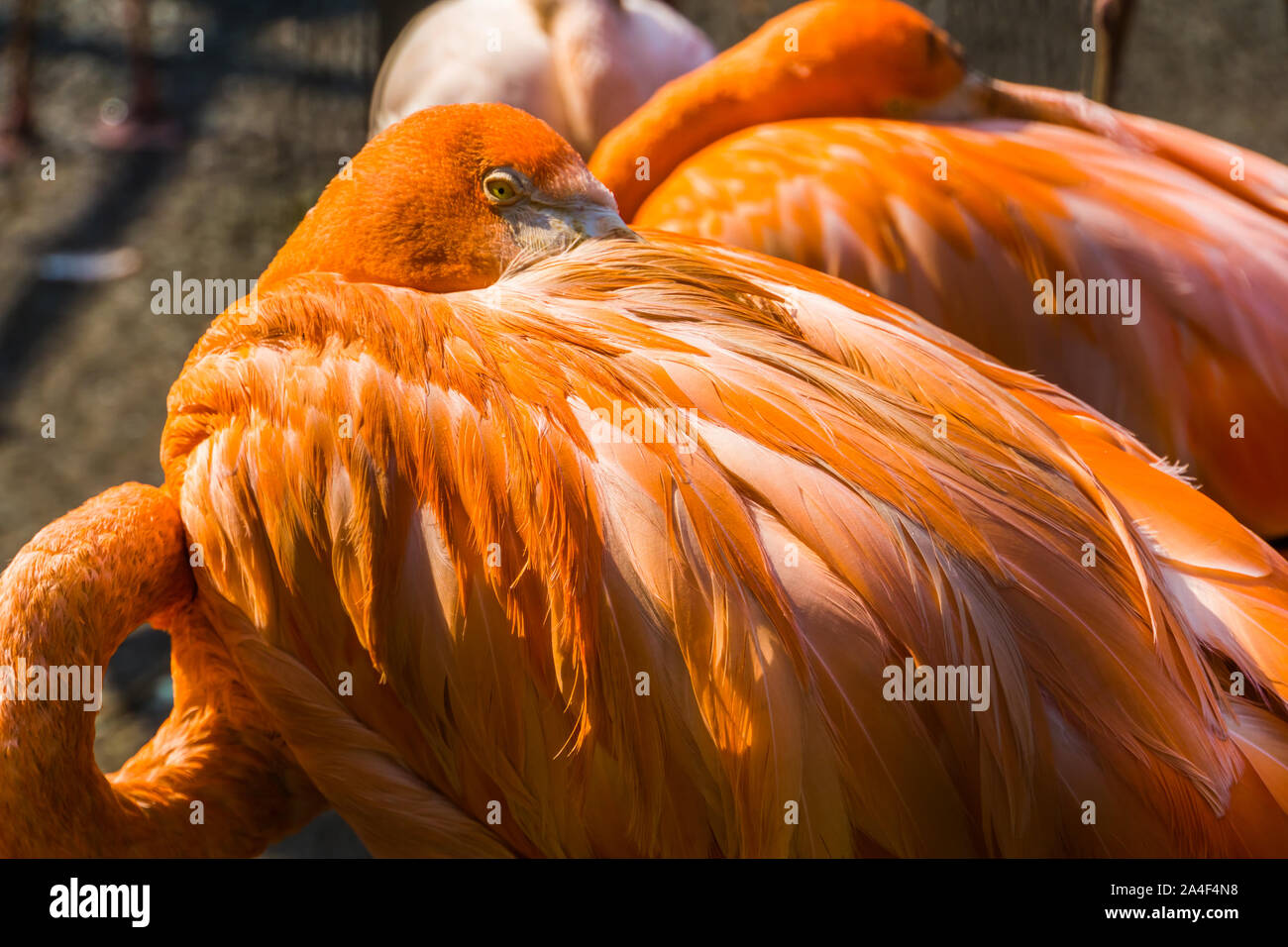 Primo piano del volto di un american flamingo, tipico comportamento degli uccelli tropicali, specie animale da Cuba Foto Stock