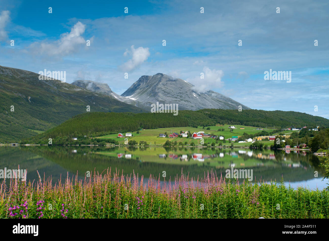 (Fireweed Epilobium angustifolium) una rosa di fiori selvatici di crescere intorno al lago Granvinvatnet, Hordaland, Vestlandet, Norvegia Foto Stock