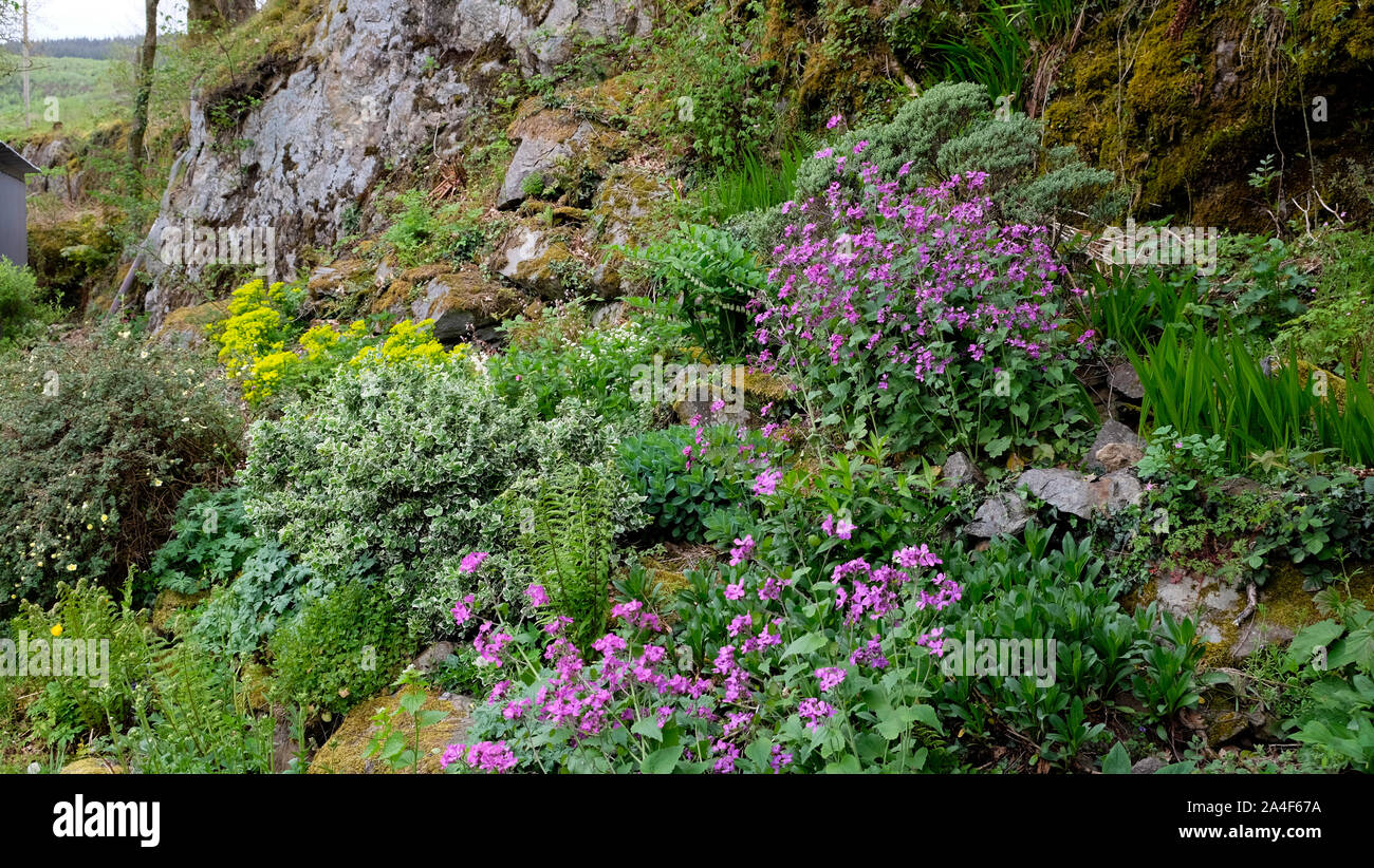 Honesty (Lunaria Annua) fiori viola in fiore con varie perenni in un giardino roccioso Carmarthenshire Galles Regno Unito Gran Bretagna KATHY DEWITT Foto Stock