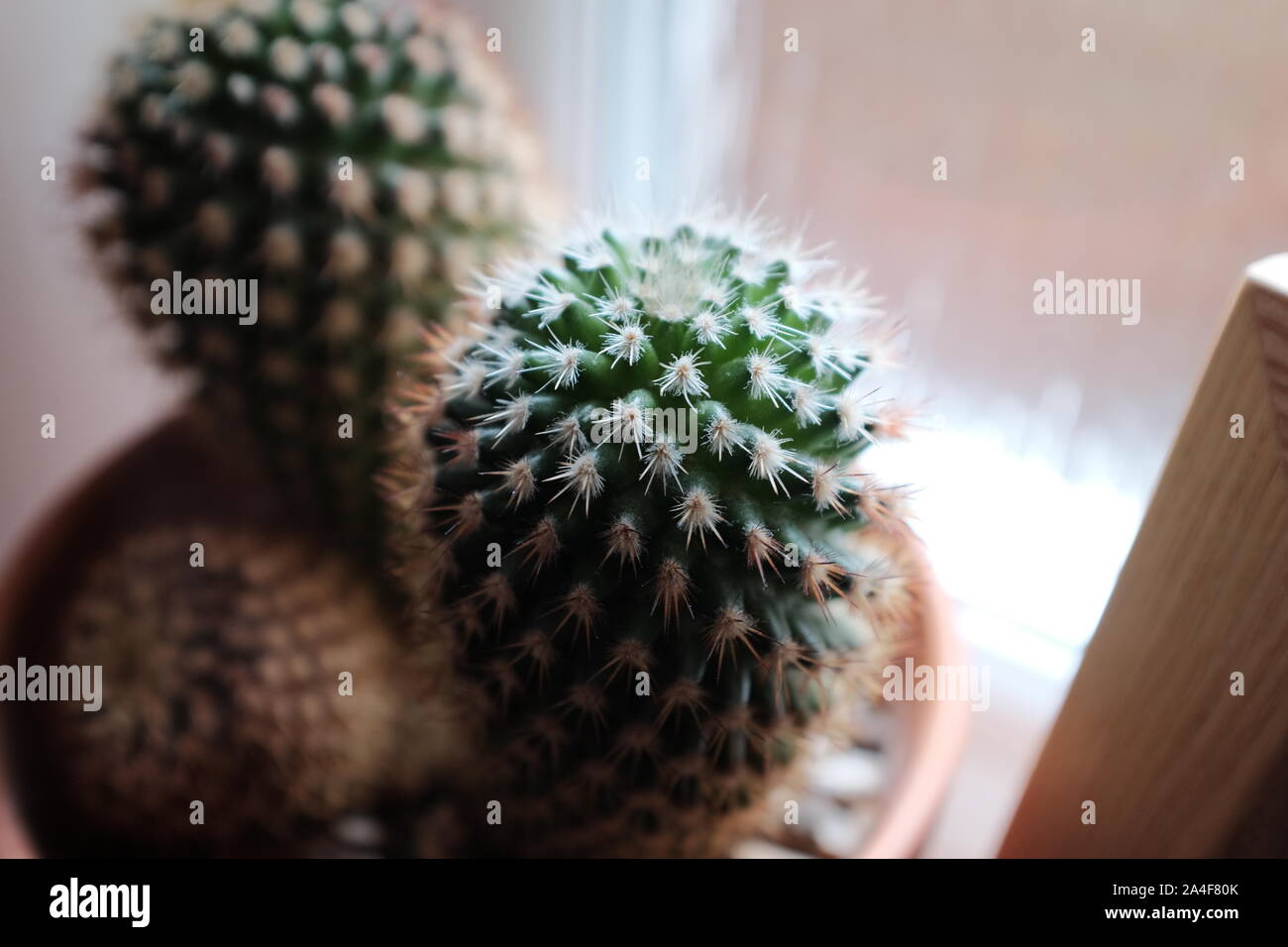 Vista dall'alto in basso di un piccolo Cactus che cresce in una pentola su un davanzale per interni. Foto Stock