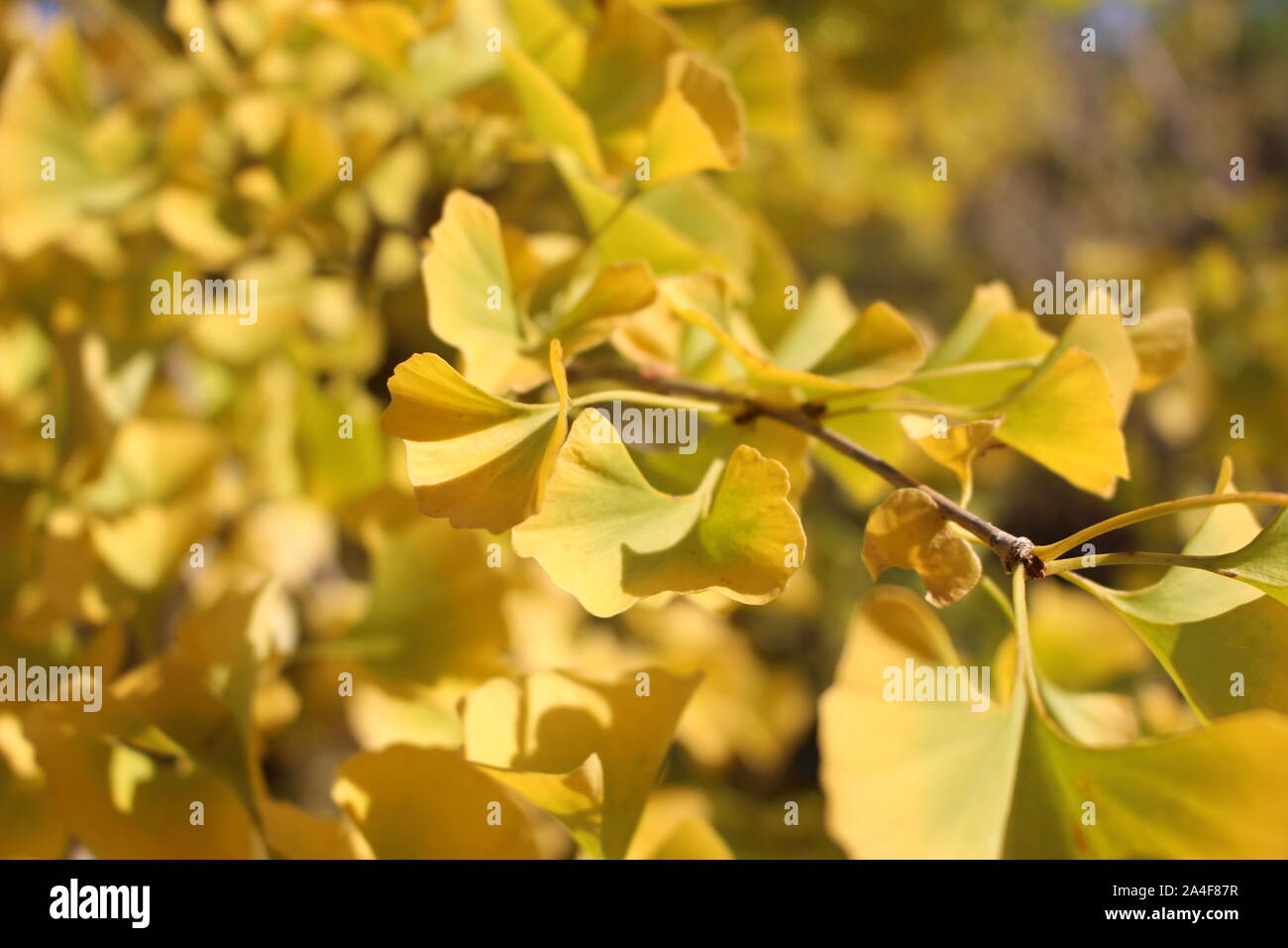 Golden ginkgo leafes Foto Stock