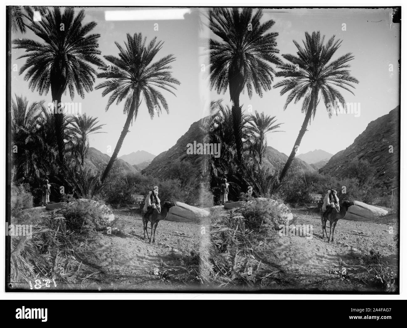 Al Sinai attraverso il Mar Rosso, Tor, e Wady Hebran. Il pittoresco Palm grove in Wady Hebran. Foto Stock