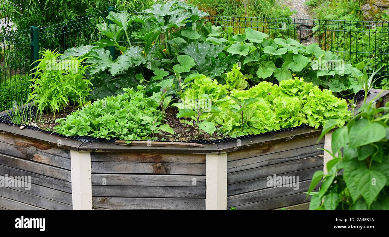 Giardino sfoggiato letti in forma di triangolo. Realizzata in legno. Orto letto con insalata verde, zucche e gli spinaci in primavera. Foto Stock