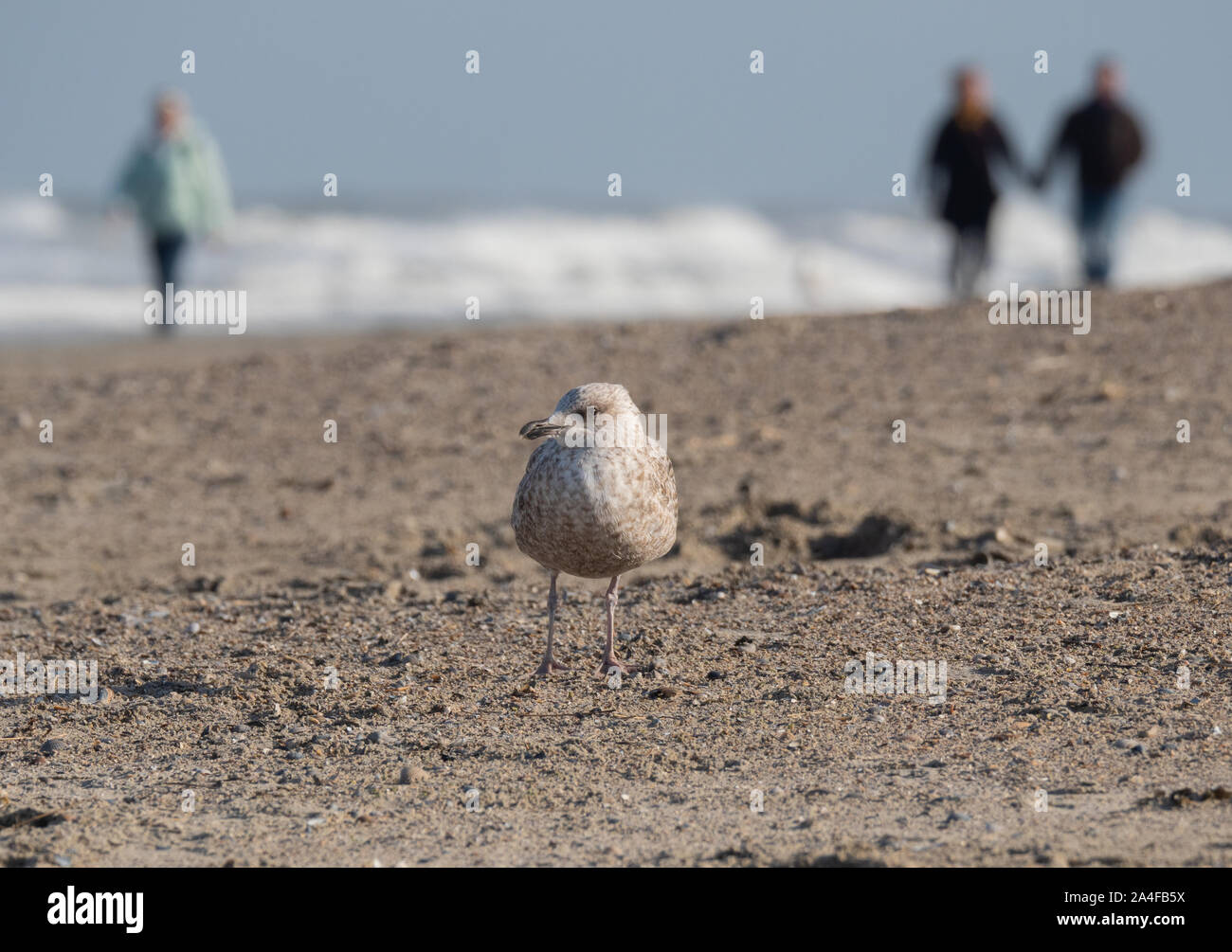 Gabbiani sulla spiaggia Foto Stock