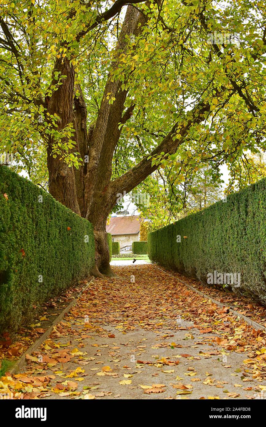 Il sentiero nel parco. È coperto con foglie di autunno. Alla fine del sentiero è un uccello piccione. Castello di Cesky Krumlov park. Foto Stock