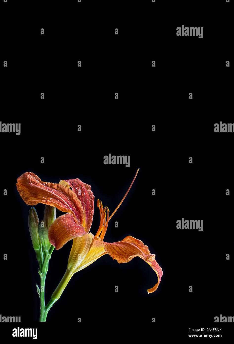 Fiori freschi di testa del daylily arancione su sfondo nero. Il tranquility scena in belle foto verticale. Con un sacco di spazio per il testo. Foto Stock