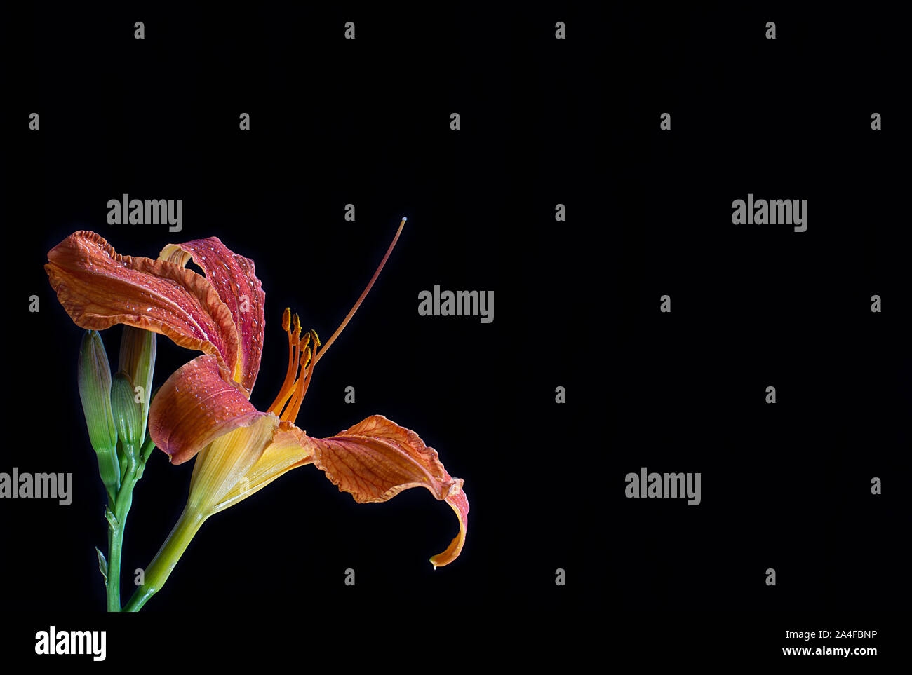 Fiori freschi di testa del daylily arancione su sfondo nero. Il tranquility scena nella bella foto in orizzontale. Con un sacco di spazio per il testo. Foto Stock