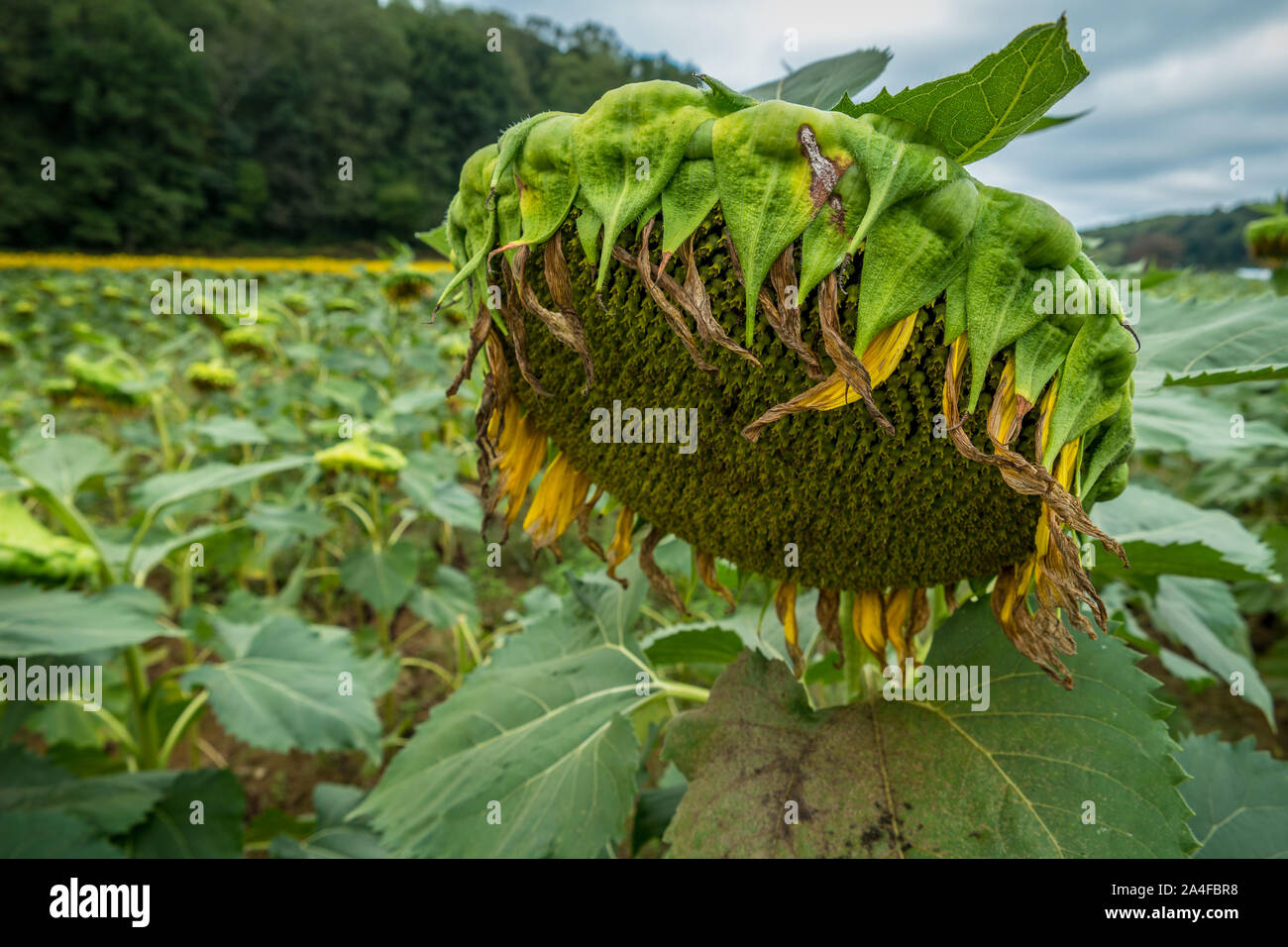 Un unico grande girasole capo closeup fioritura finito con campo di semi di girasole e di alberi in background in autunno Foto Stock