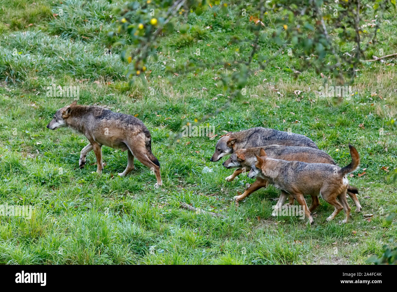 Un gruppo di tre lupi segue il pack leader nella prateria in una fauna protetta area. Allevamento di lupi Foto Stock Un gruppo di tre lupi segue il pack leader nella prateria in una fauna protetta area. Allevamento di lupi Foto Stock