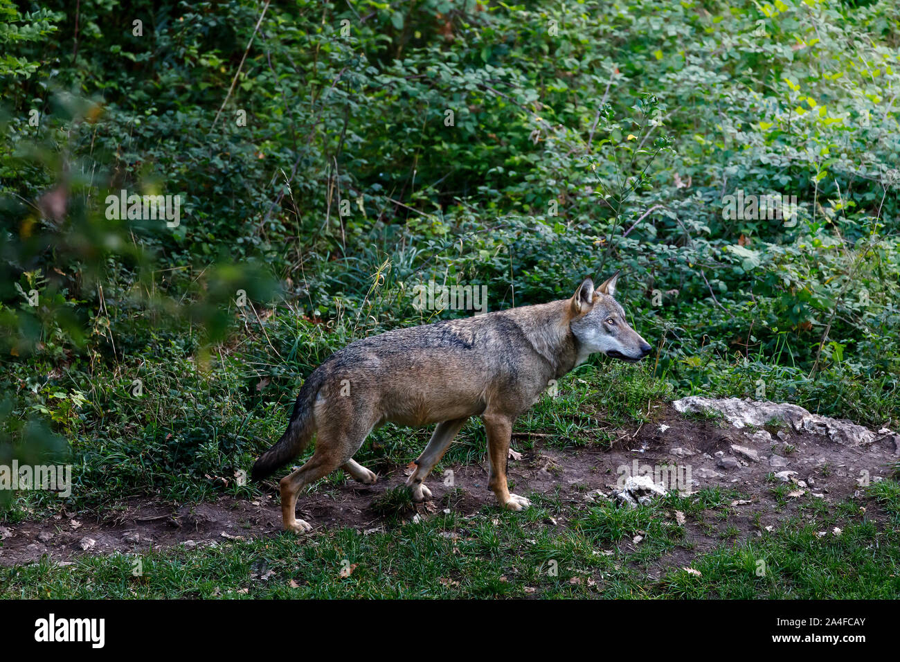 Campione Maschio del dominante alfa Wolf. Il lupo solitario cammina sul sentiero forestale. Splendido esemplare di lupo italiano, unica sottospecie Canis lupus ita Foto Stock