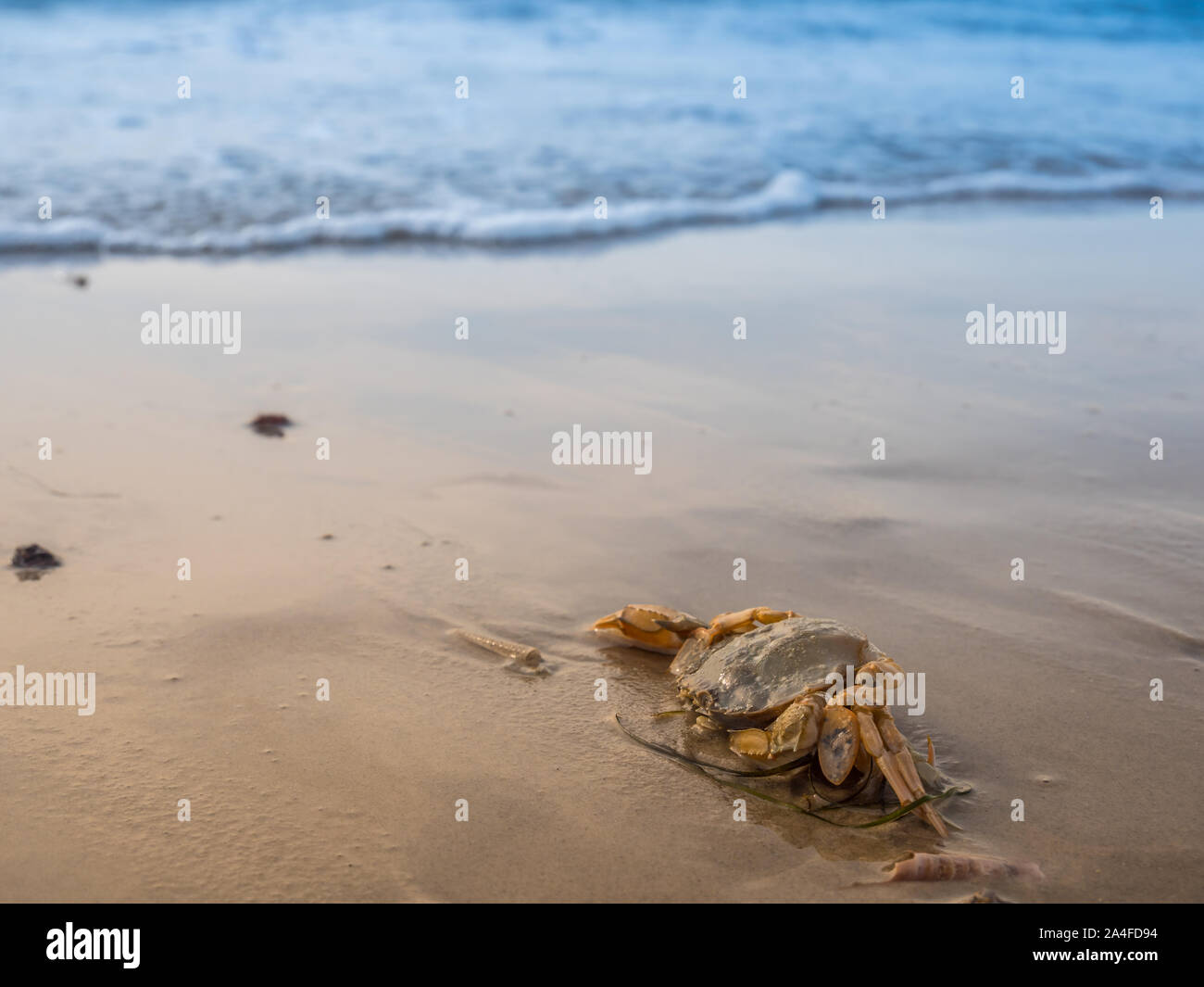 Spiaggia comune crab Carcinus maenas al Mare del Nord Foto Stock