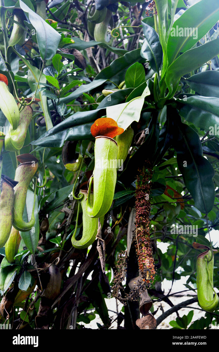 Pianta brocca - Nepenthes è un genere di piante carnivore, noto anche come lanciatore tropicali piante Foto Stock