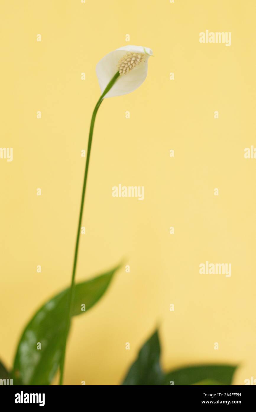 In prossimità di una pace fiore di giglio (Spathiphyllum). Foto Stock