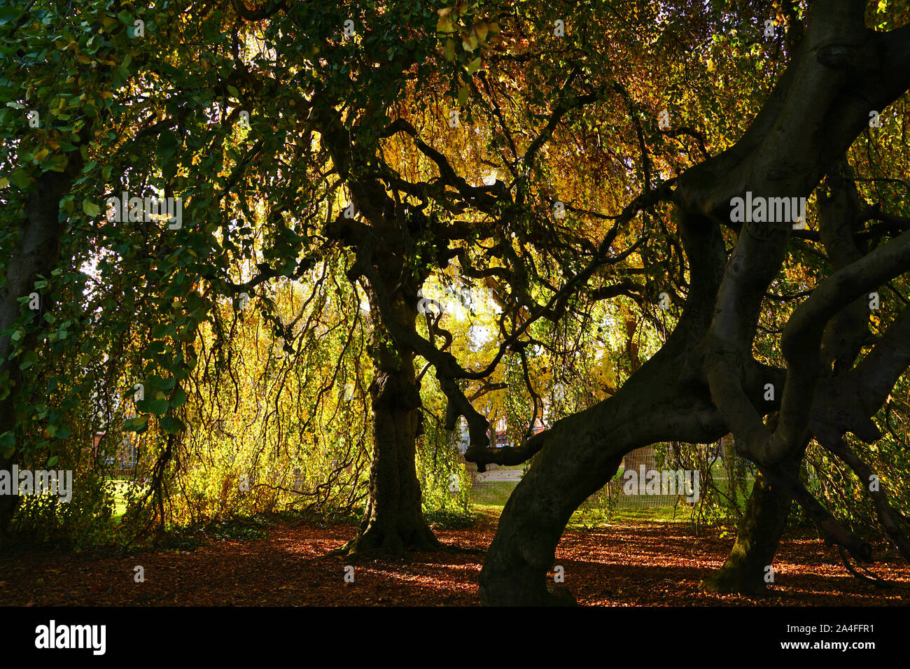 Karlsruhe, Germania: faggio piangente nel giardino botanico di Karlsruhe al tramonto Foto Stock