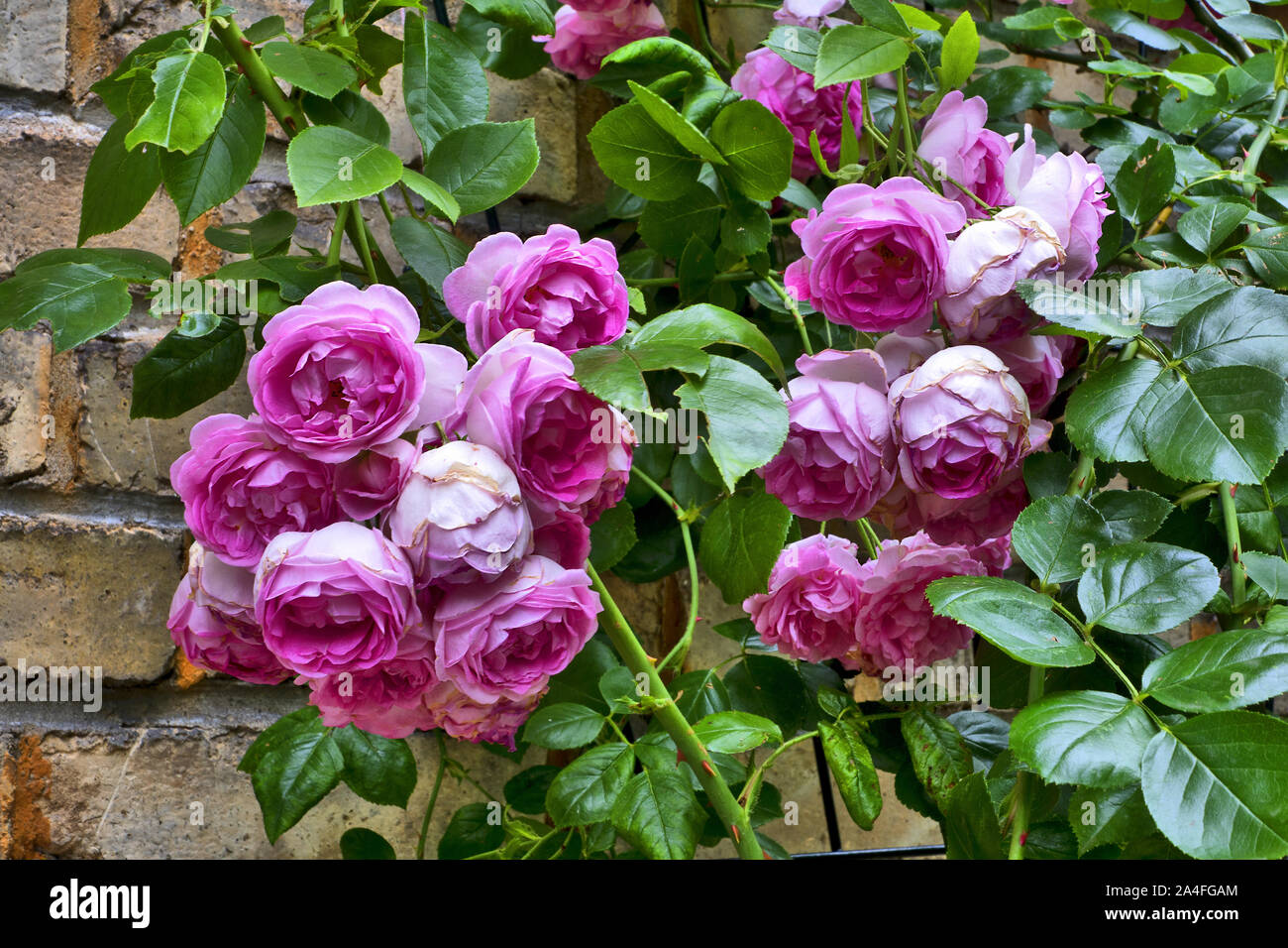 Old English Rose con un muro di mattoni in background Foto Stock